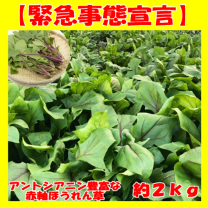 【５０％ＯＦＦ】赤軸サラダほうれん草　２ｋｇ 【送料込】 ¥ 2,300