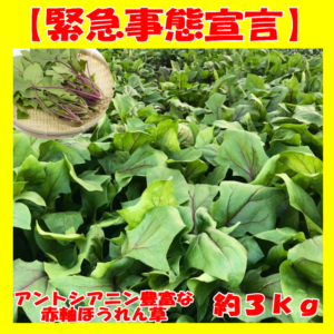 【６７％ＯＦＦ】赤軸サラダほうれん草　３ｋｇ 【送料込】 ¥ 2,500